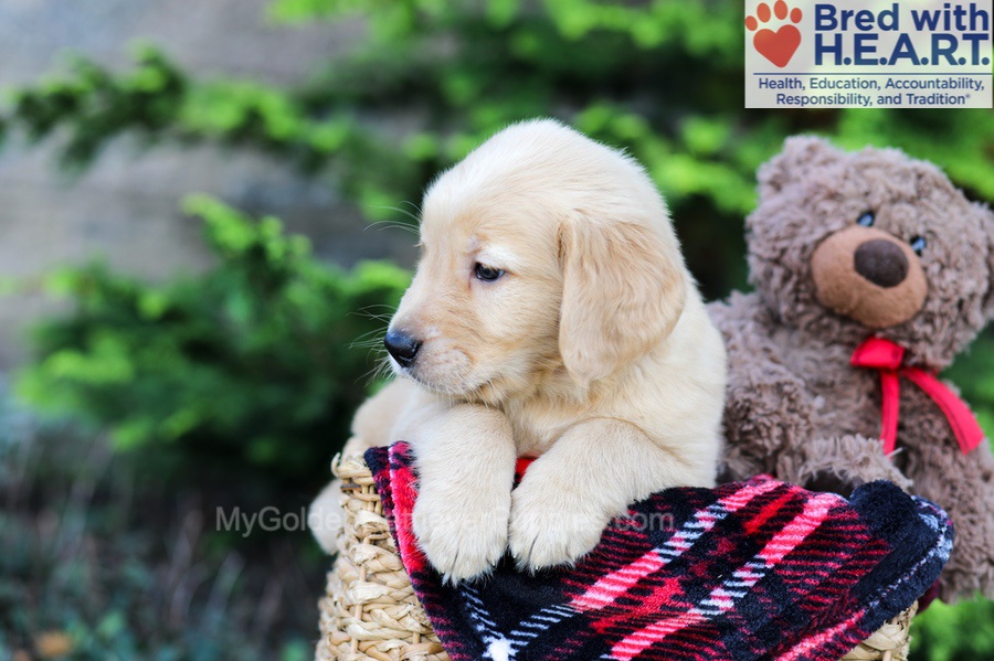 Arlo Image of Arlo, a Golden Retriever puppy