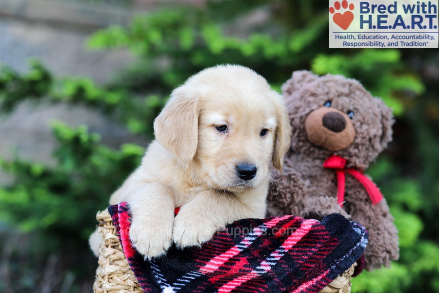 Arlo Image of Arlo, a Golden Retriever puppy