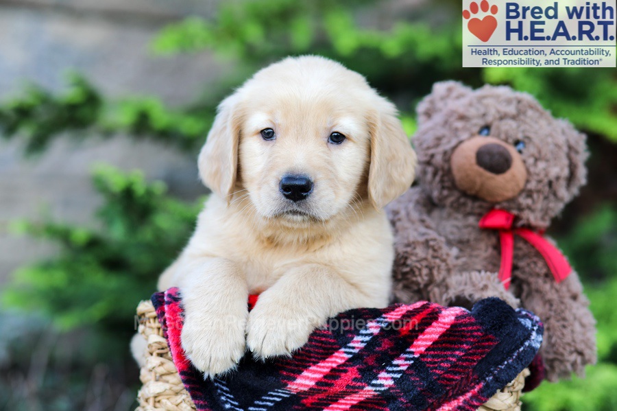 Arlo Image of Arlo, a Golden Retriever puppy