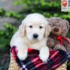 Image of Asher, a Golden Retriever puppy