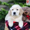 Image of Asher, a Golden Retriever puppy
