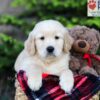 Image of Asher, a Golden Retriever puppy