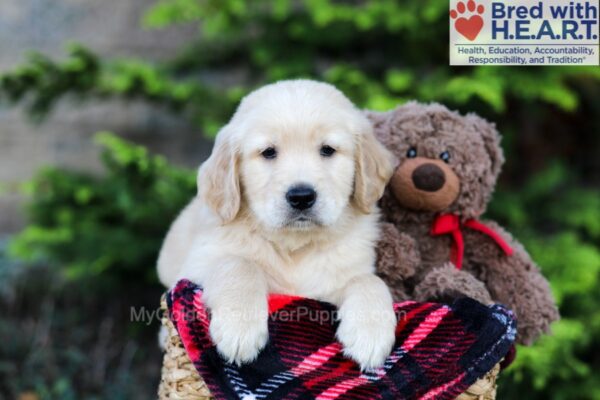 Image of Asher, a Golden Retriever puppy