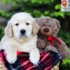 Image of Asher, a Golden Retriever puppy