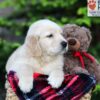 Image of Asher, a Golden Retriever puppy