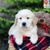 Image of Asher, a Golden Retriever puppy