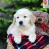 Image of Asher, a Golden Retriever puppy