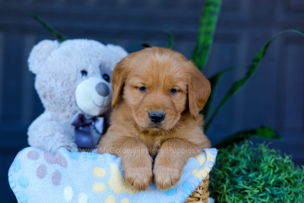 Auburn Image of Auburn, a Golden Retriever puppy