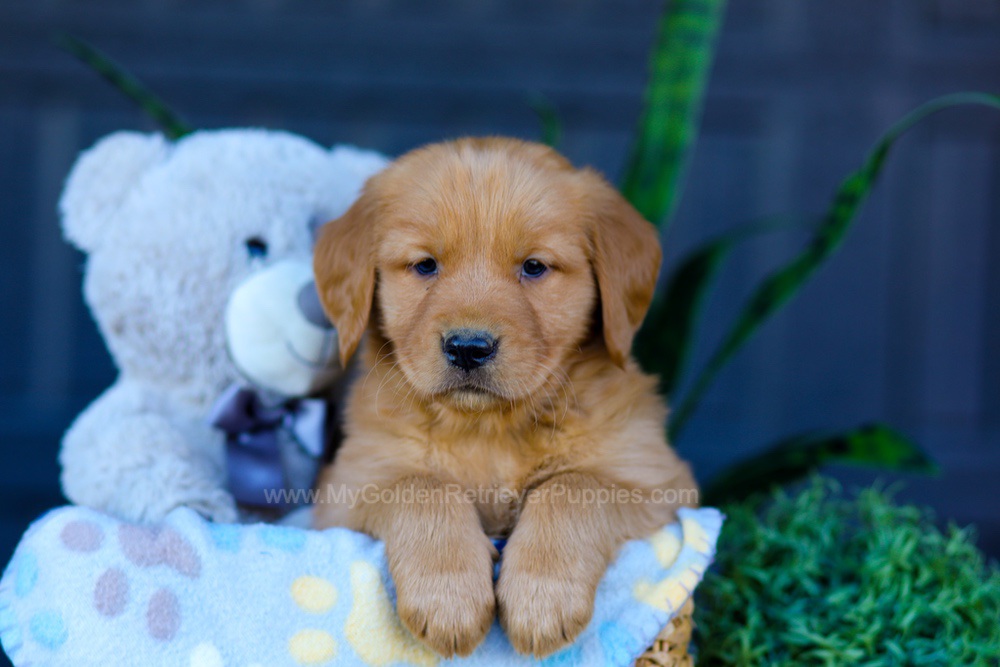 Auburn Image of Auburn, a Golden Retriever puppy