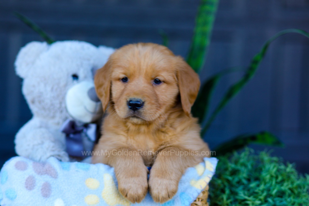 Auburn Image of Auburn, a Golden Retriever puppy