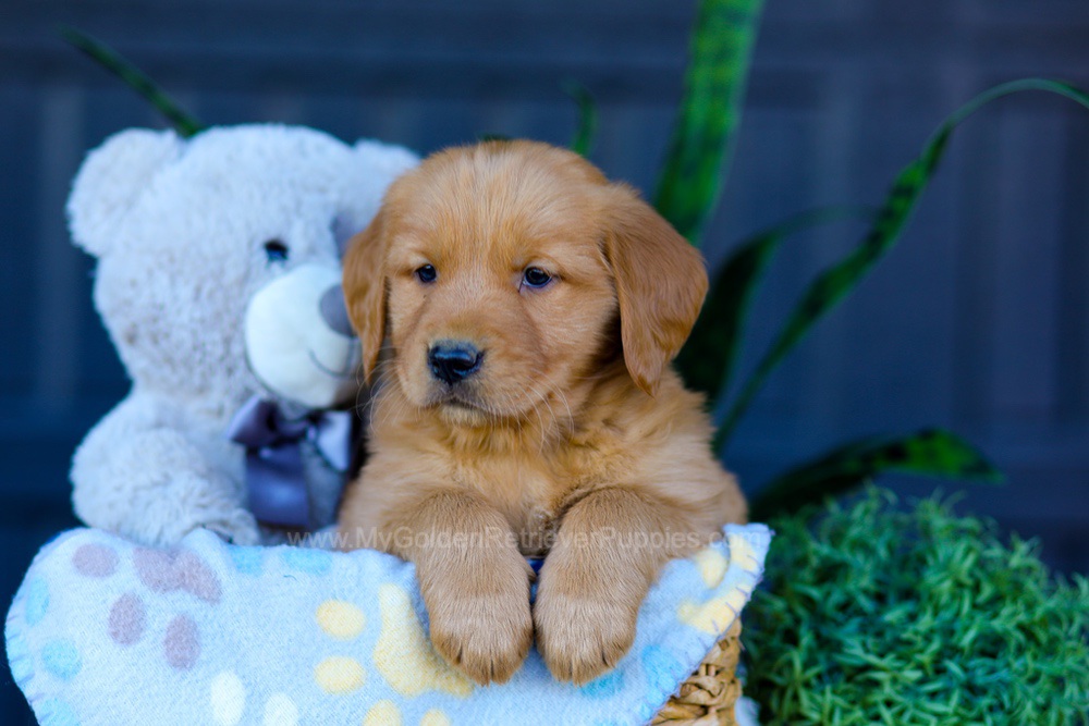 Auburn Image of Auburn, a Golden Retriever puppy