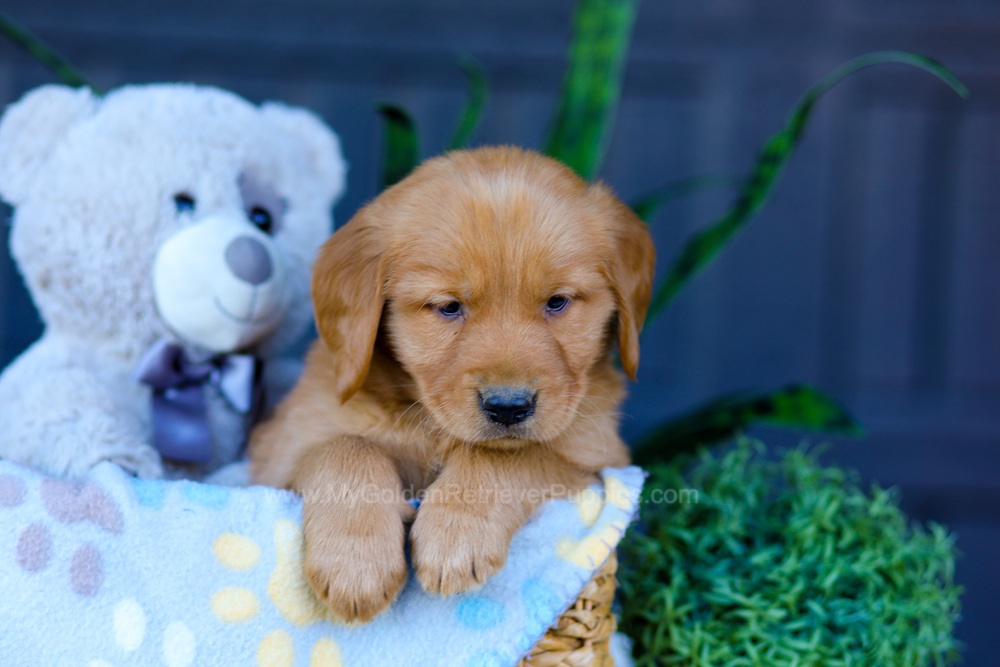 Auburn Image of Auburn, a Golden Retriever puppy