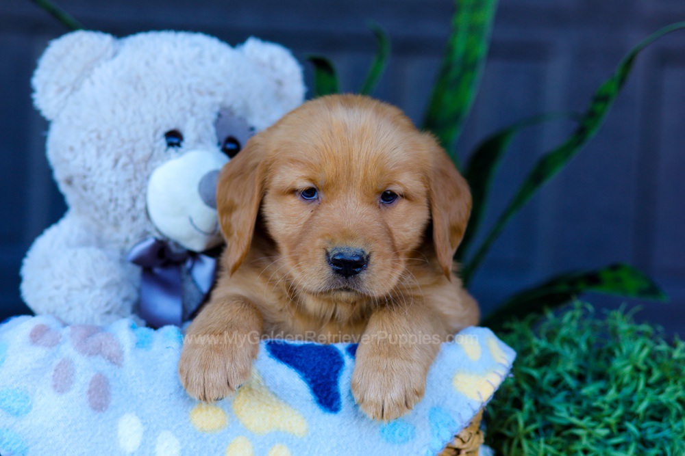 Auburn Image of Auburn, a Golden Retriever puppy