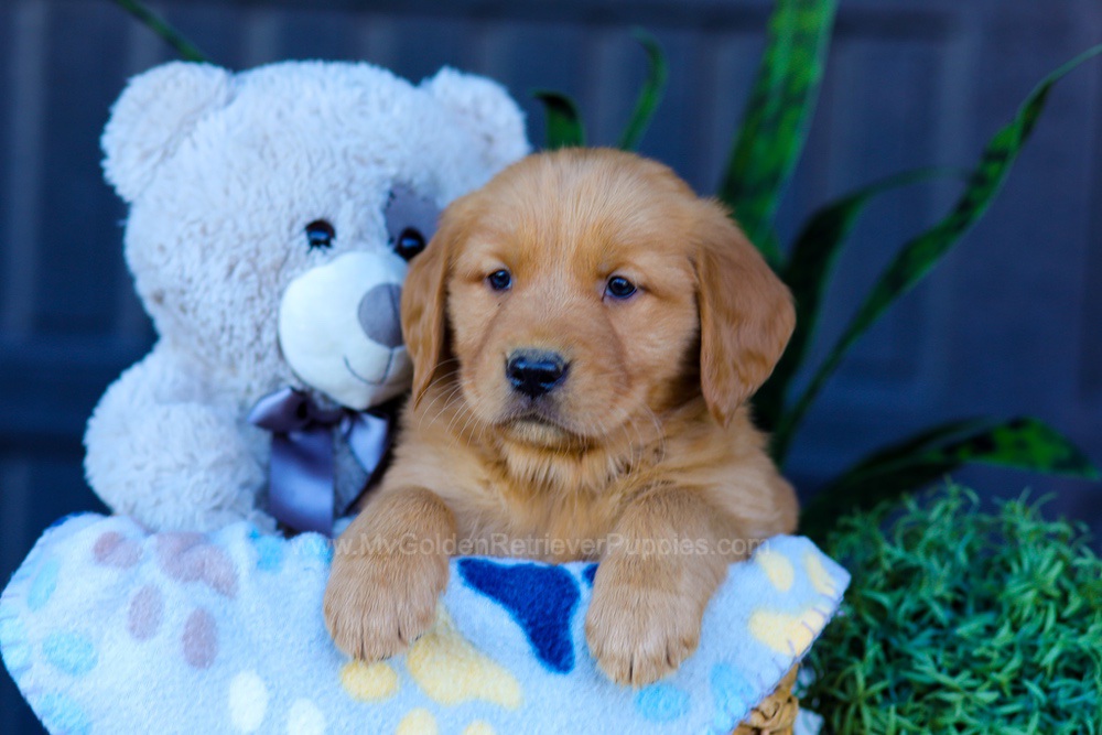 Auburn Image of Auburn, a Golden Retriever puppy
