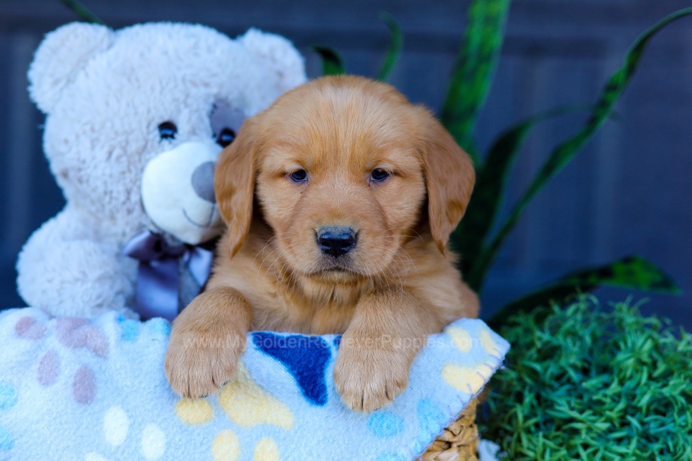 Auburn Image of Auburn, a Golden Retriever puppy