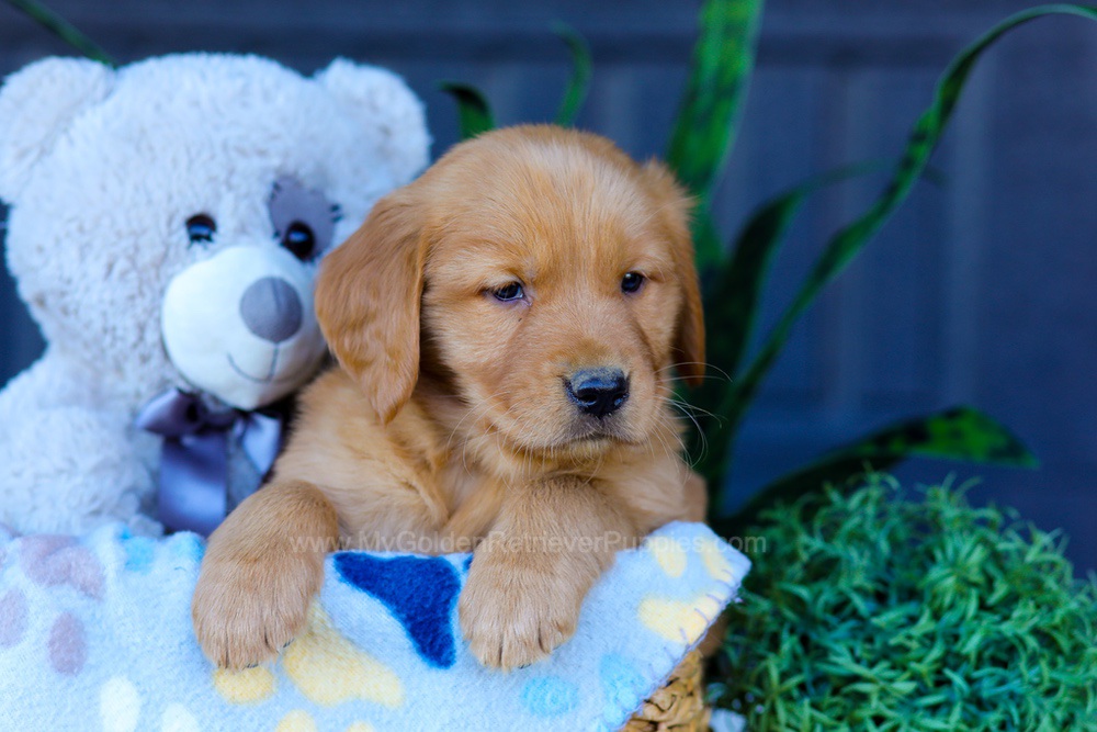 Auburn Image of Auburn, a Golden Retriever puppy