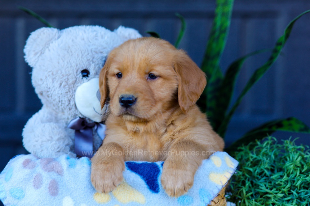 Auburn Image of Auburn, a Golden Retriever puppy