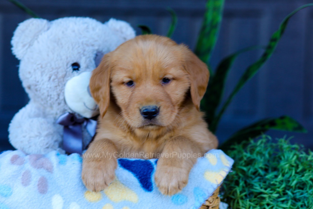Auburn Image of Auburn, a Golden Retriever puppy