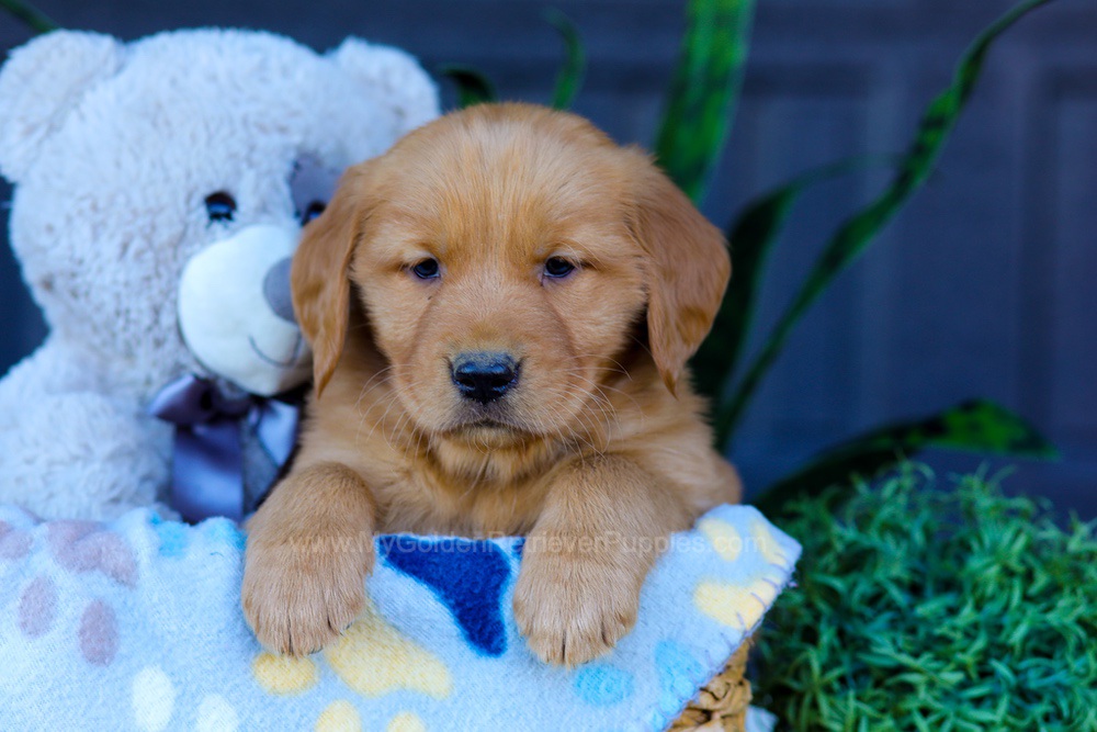 Auburn Image of Auburn, a Golden Retriever puppy