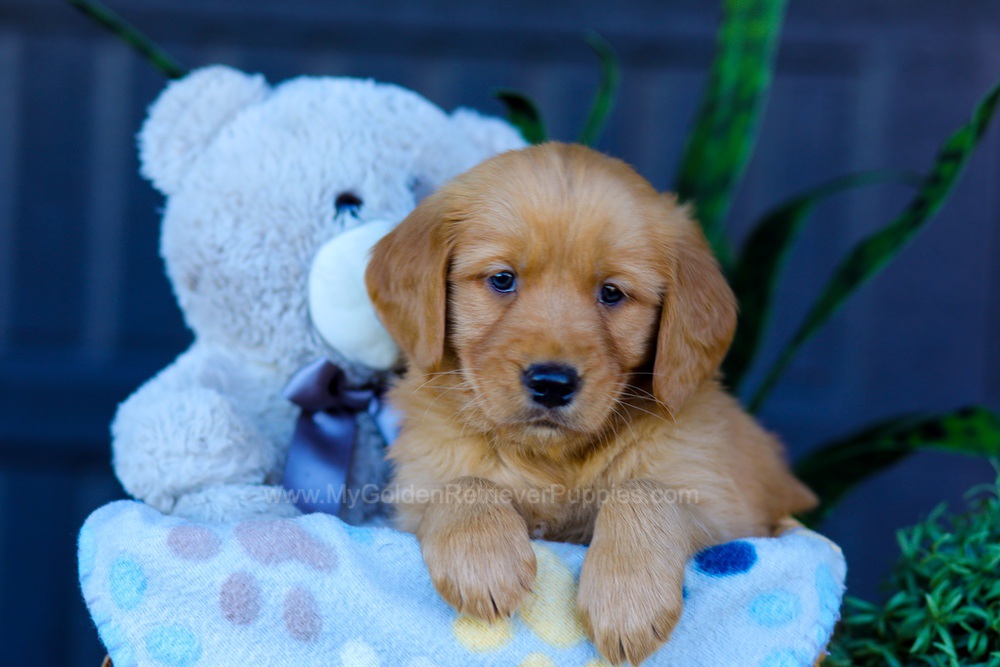 Avery Image of Avery, a Golden Retriever puppy
