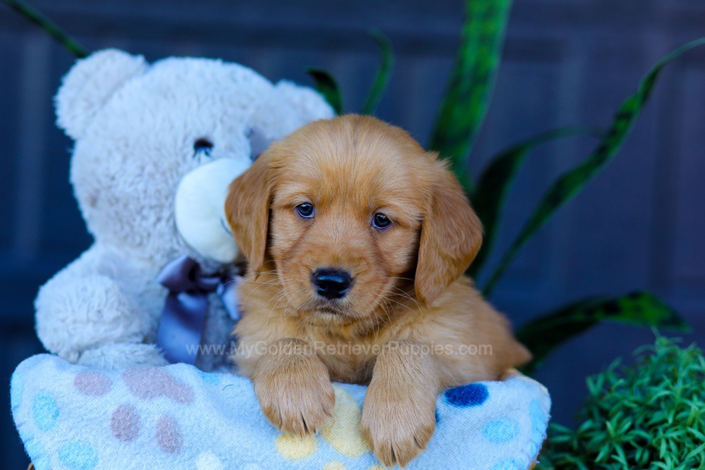 Avery Image of Avery, a Golden Retriever puppy