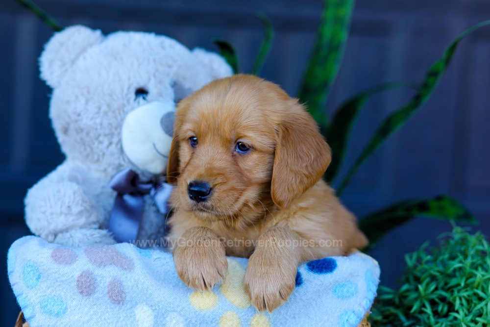 Avery Image of Avery, a Golden Retriever puppy