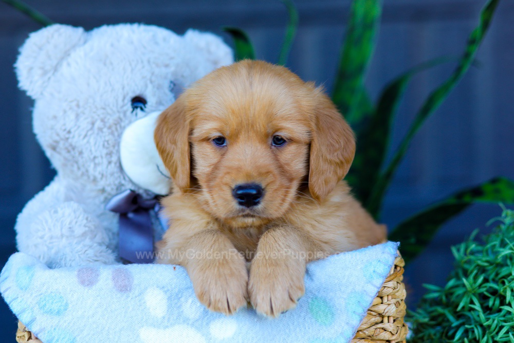 Avery Image of Avery, a Golden Retriever puppy