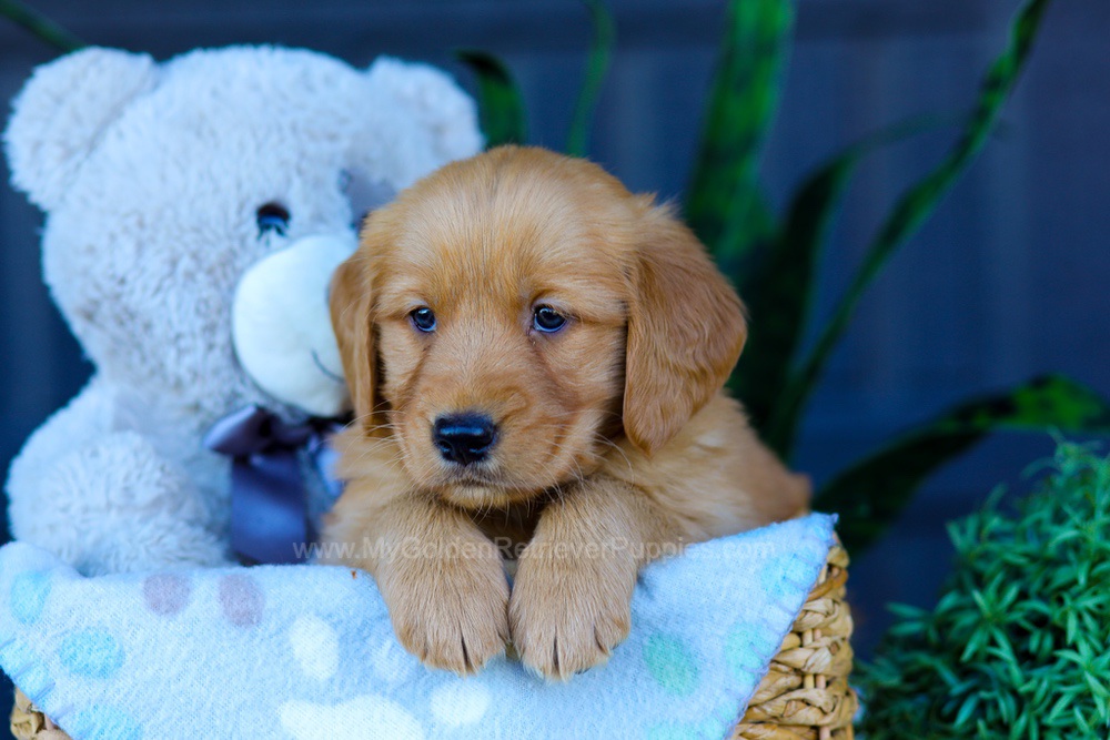 Avery Image of Avery, a Golden Retriever puppy