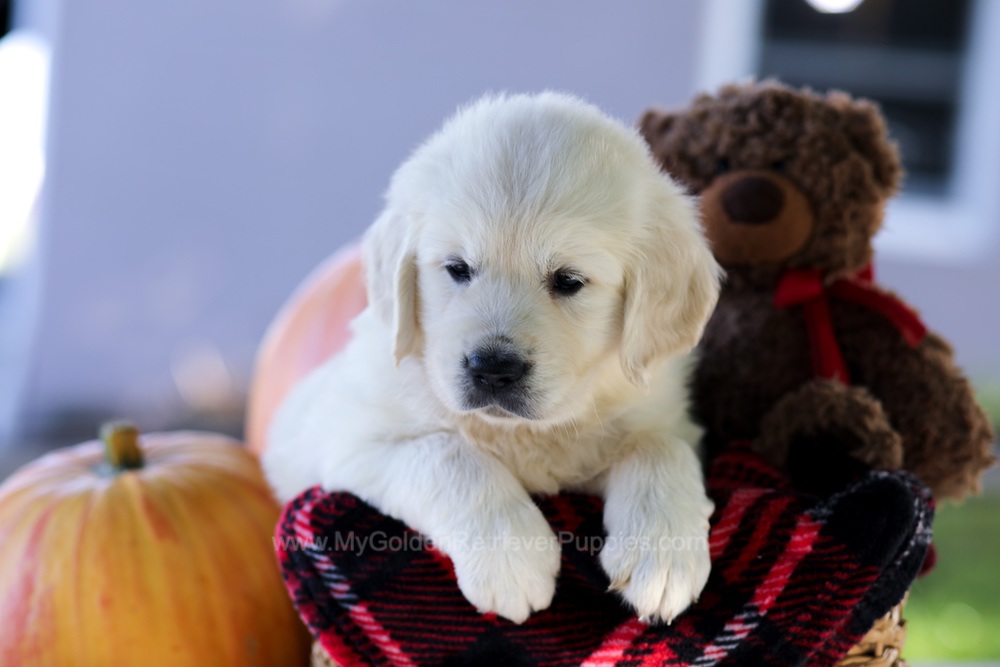Carlo Image of Carlo, a Golden Retriever puppy