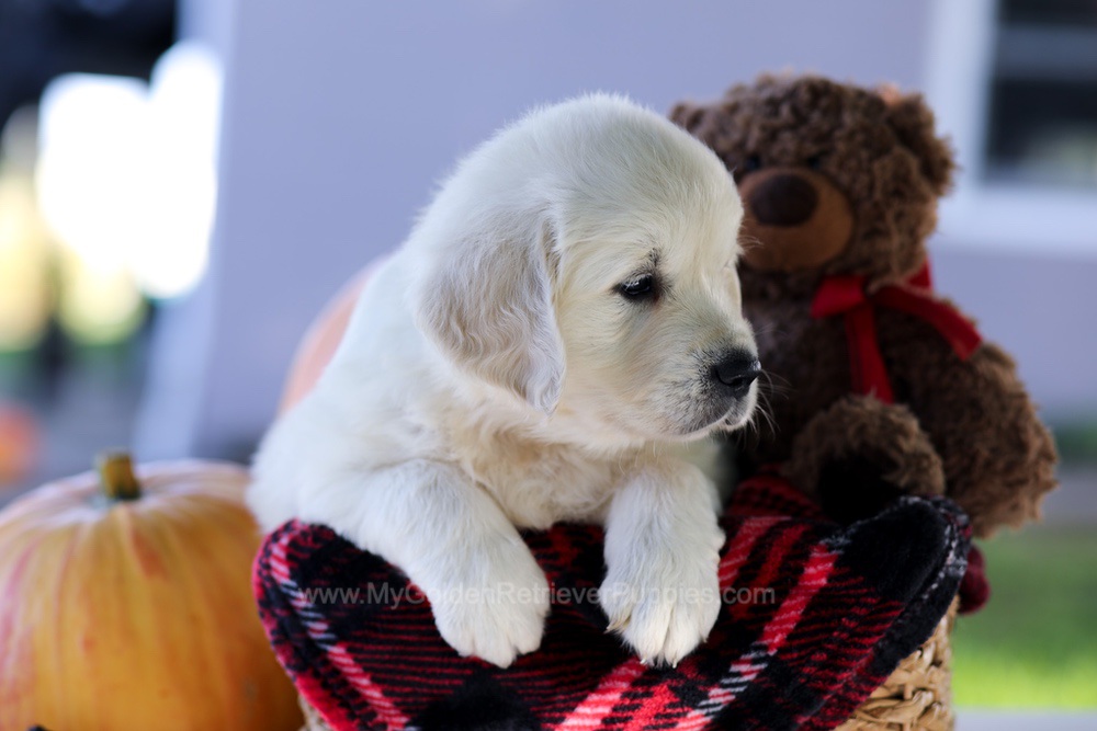 Carlo Image of Carlo, a Golden Retriever puppy