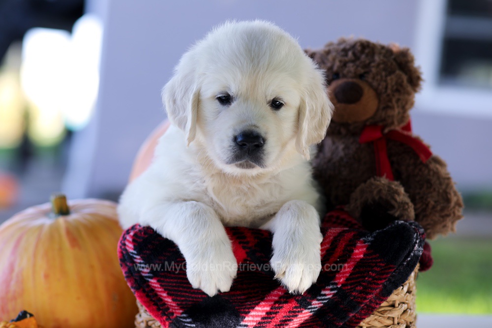 Carlo Image of Carlo, a Golden Retriever puppy