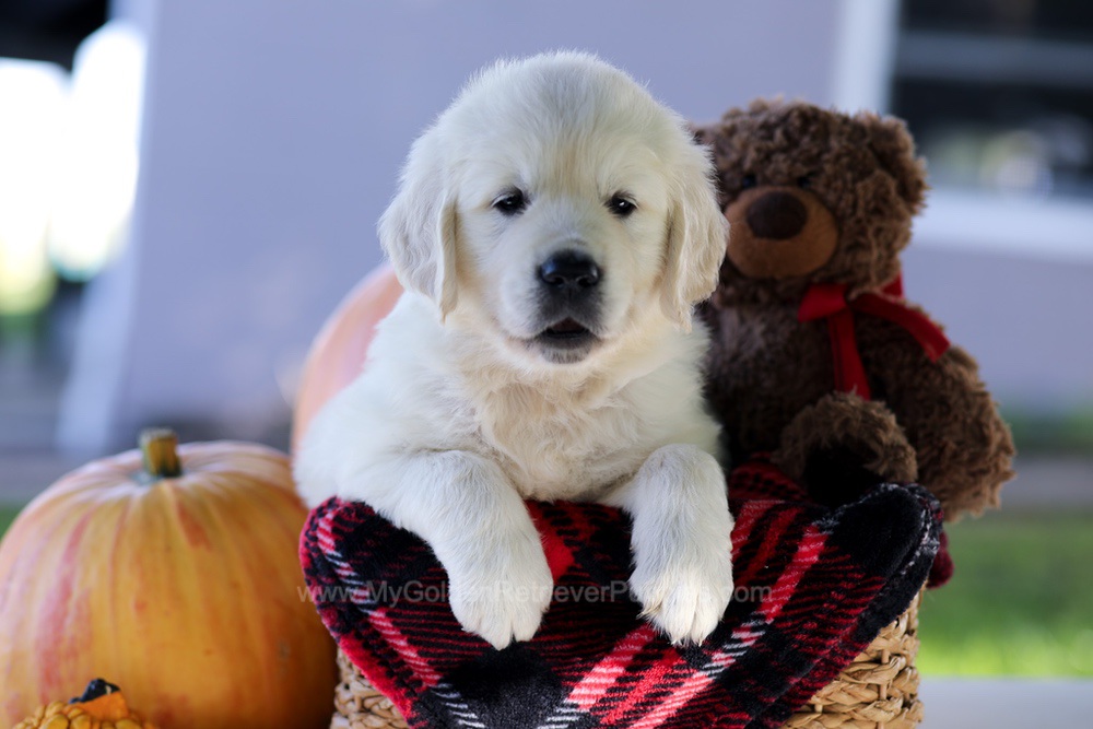 Carlo Image of Carlo, a Golden Retriever puppy