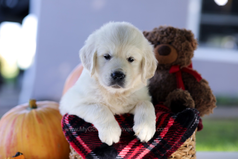 Carlo Image of Carlo, a Golden Retriever puppy