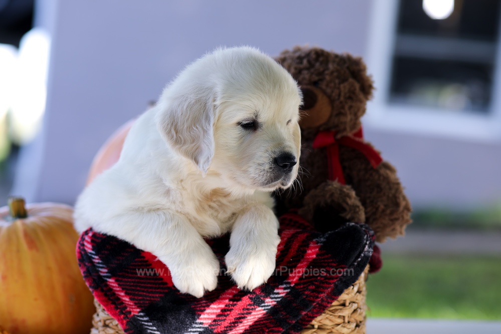 Carlo Image of Carlo, a Golden Retriever puppy