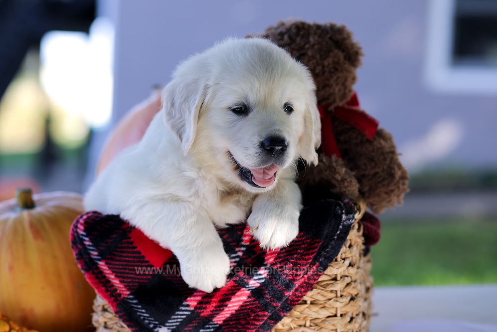 Carlo Image of Carlo, a Golden Retriever puppy