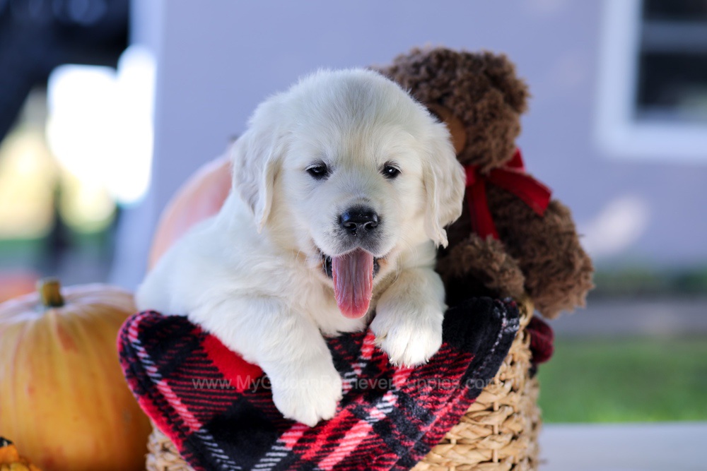 Carlo Image of Carlo, a Golden Retriever puppy