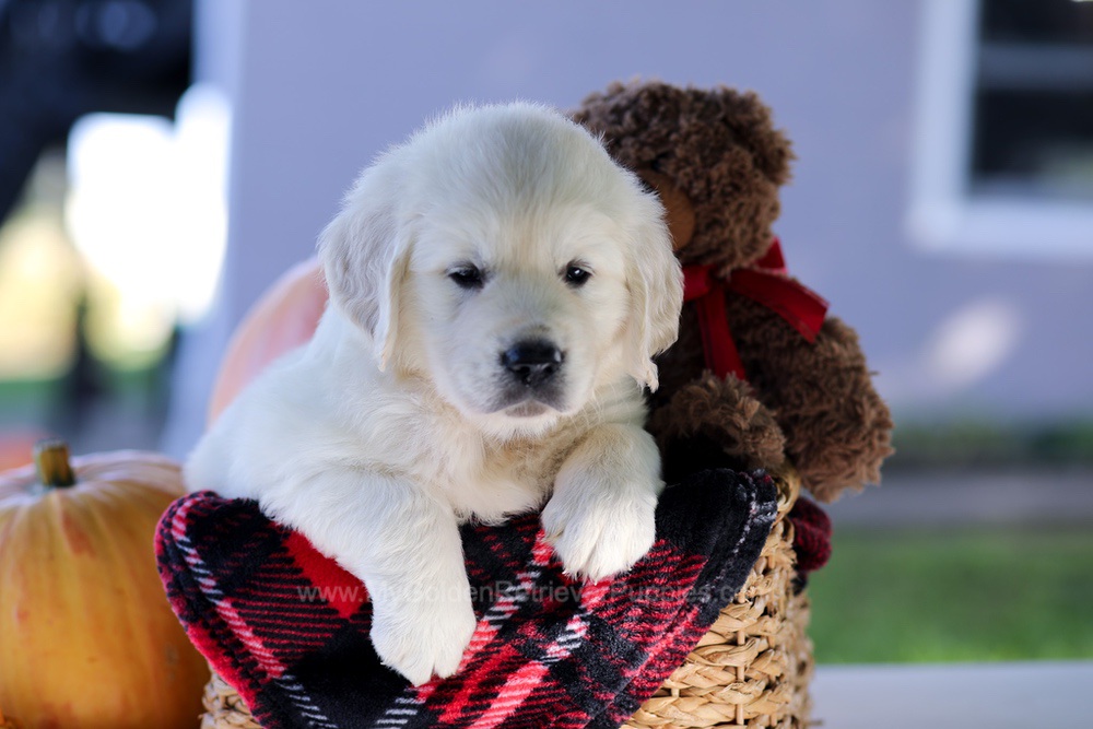 Carlo Image of Carlo, a Golden Retriever puppy