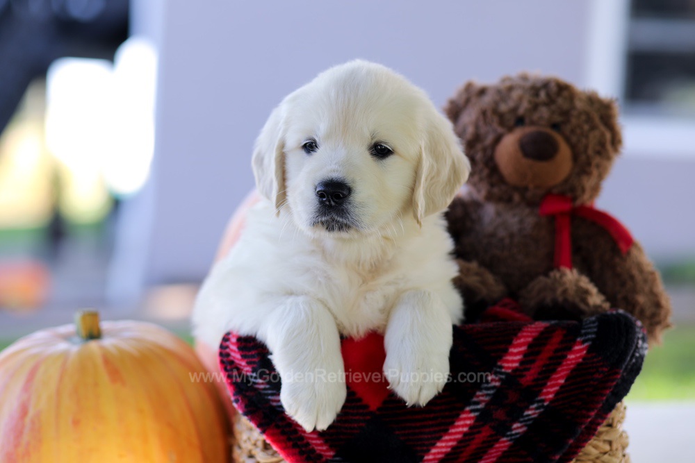 Caroline Image of Caroline, a Golden Retriever puppy