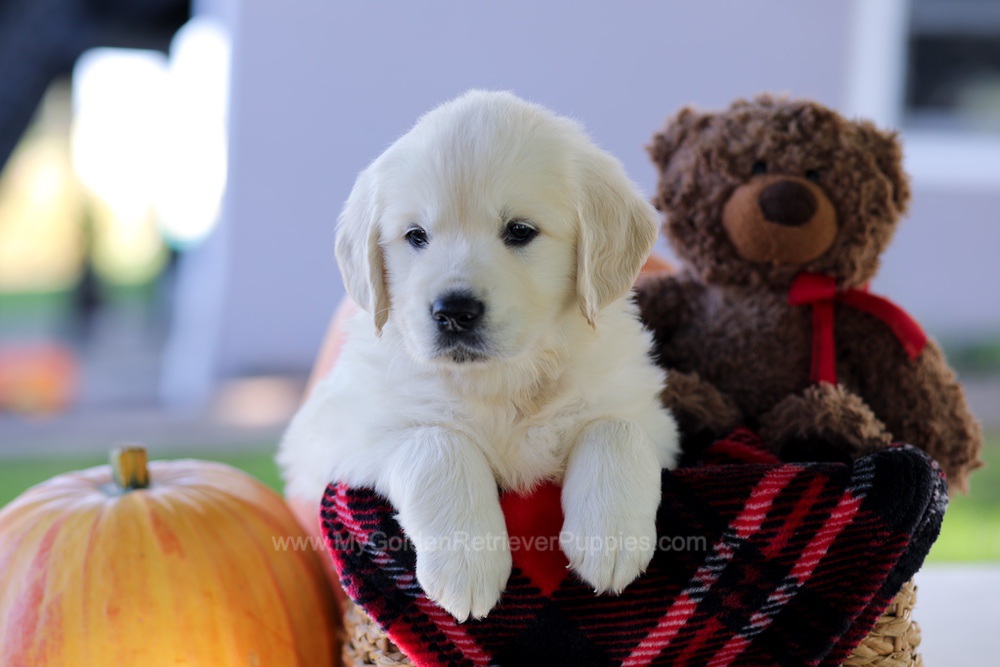 Caroline Image of Caroline, a Golden Retriever puppy