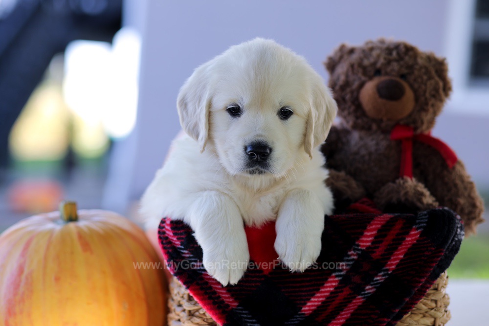 Caroline Image of Caroline, a Golden Retriever puppy