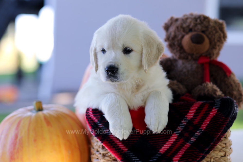 Caroline Image of Caroline, a Golden Retriever puppy