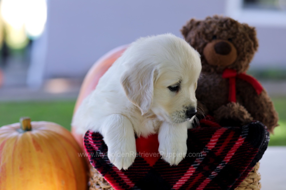 Caroline Image of Caroline, a Golden Retriever puppy