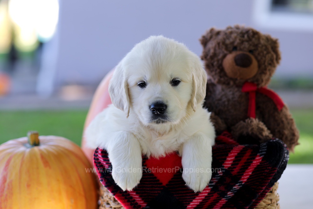 Caroline Image of Caroline, a Golden Retriever puppy