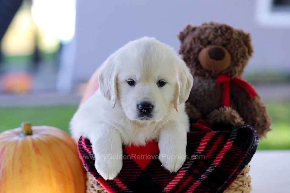 Caroline Image of Caroline, a Golden Retriever puppy