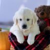 Image of Cooper, a Golden Retriever puppy