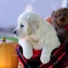 Image of Cooper, a Golden Retriever puppy