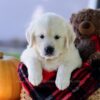 Image of Cooper, a Golden Retriever puppy