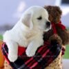 Image of Cooper, a Golden Retriever puppy