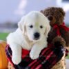 Image of Cooper, a Golden Retriever puppy