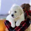 Image of Cooper, a Golden Retriever puppy